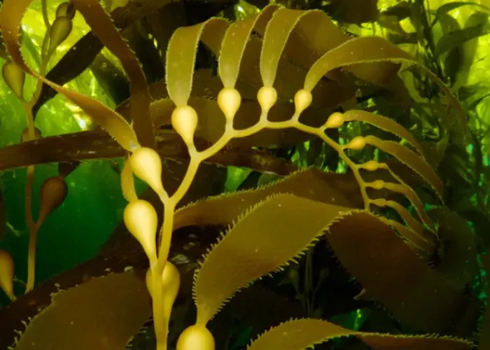 Macrocystis Pyrifera